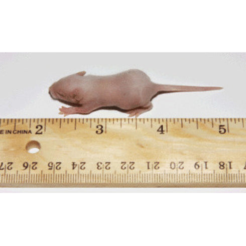 PERFECT PREY Frozen Mice Fuzzy - Poudre Pet and Feed Supply